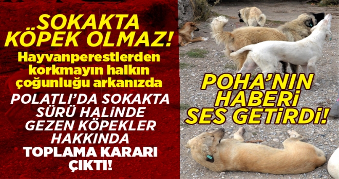 Polatlı Belediyesi sokak hayvanlarını toplayacak!
